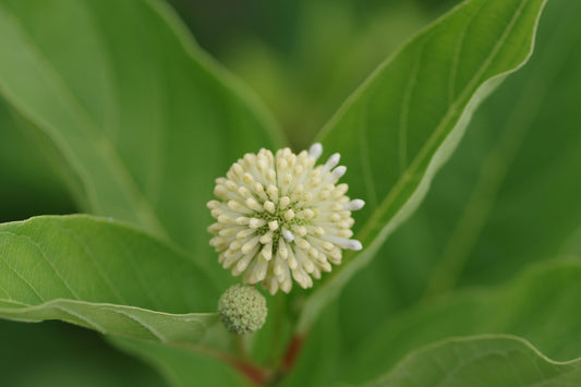 Herbal Gum Boosts Memory Naturally